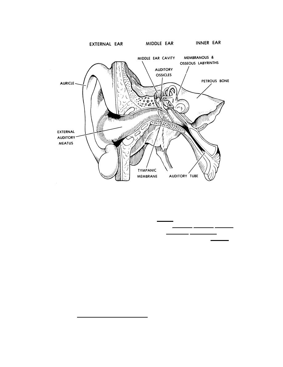 The Middle Ear - Basic Human Physiology