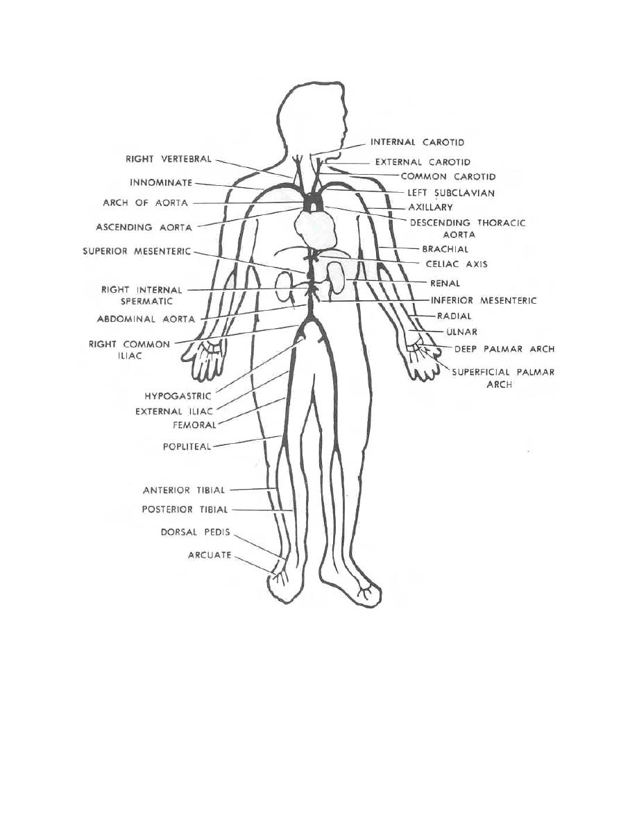 major arteries and veins of the body.