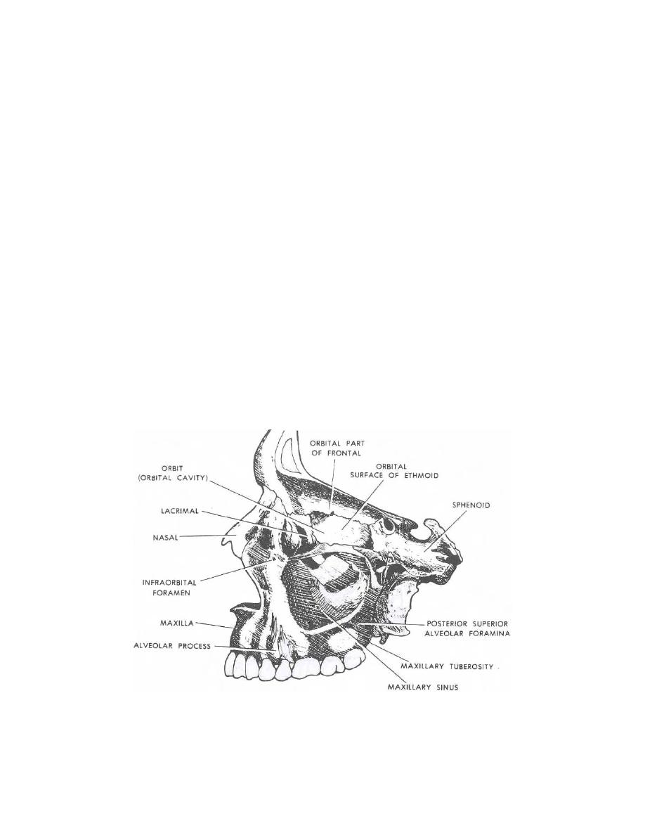Upper Jaw (Maxilla) - Dental Anatomy and Physiology