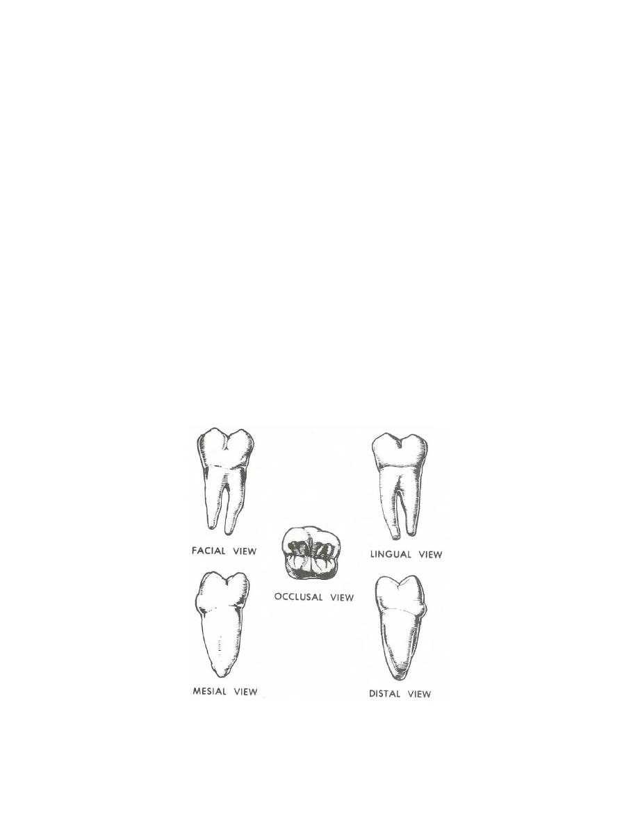 Tooth Occlusal Anatomy