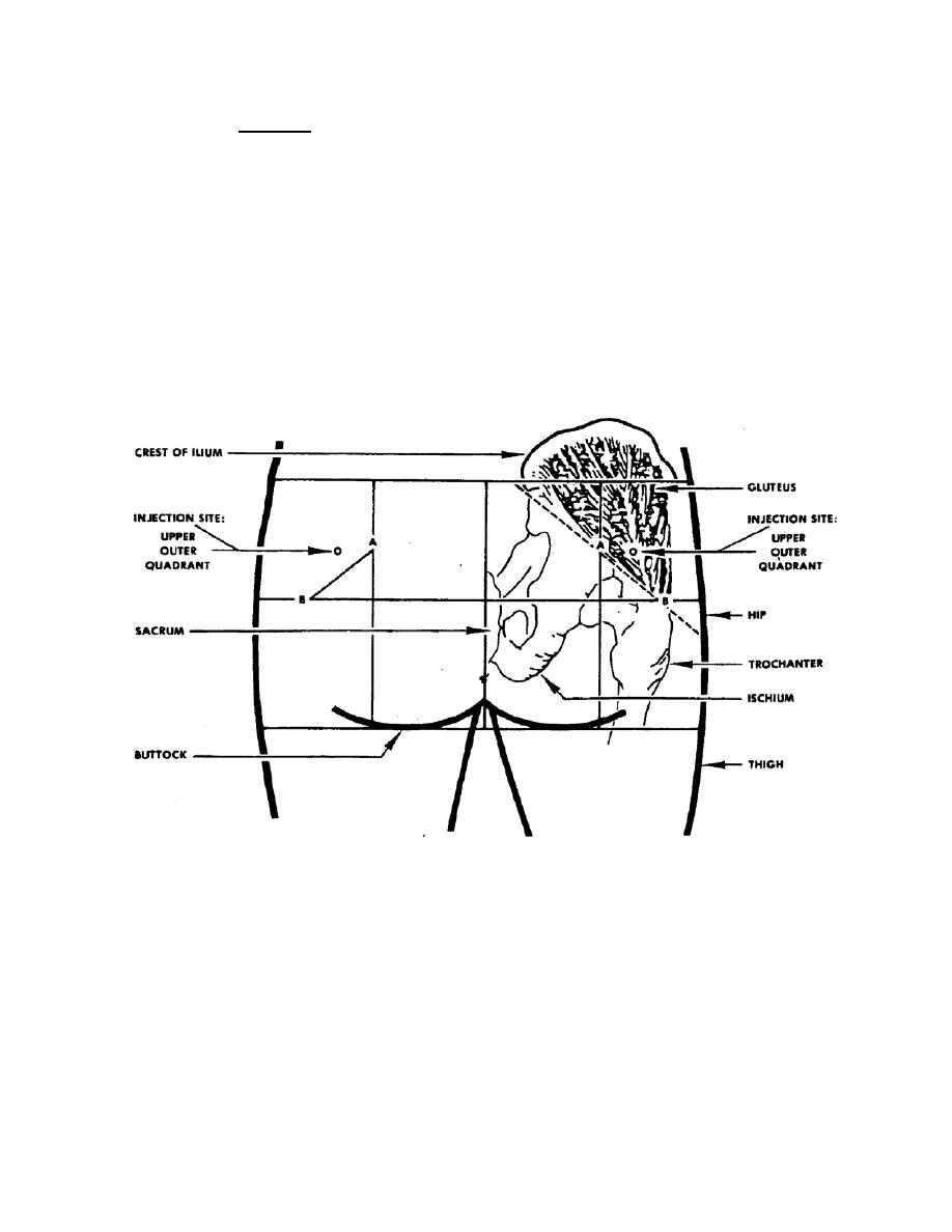 Buttocks Medical Terminology At Dennis Marquis Blog Buttocks Medical Terminology At Dennis Marquis Blog