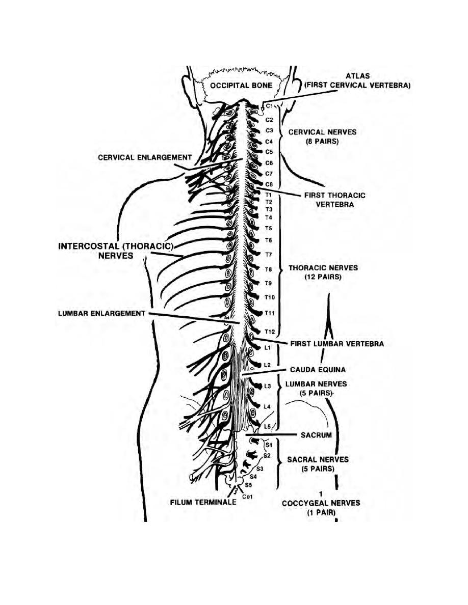 Figure 1-7. Spinal cord and spinal nerves. - The Central Nervous System