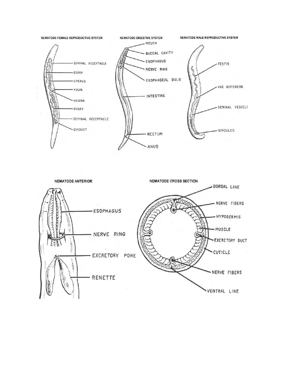 diagram aschelminthes