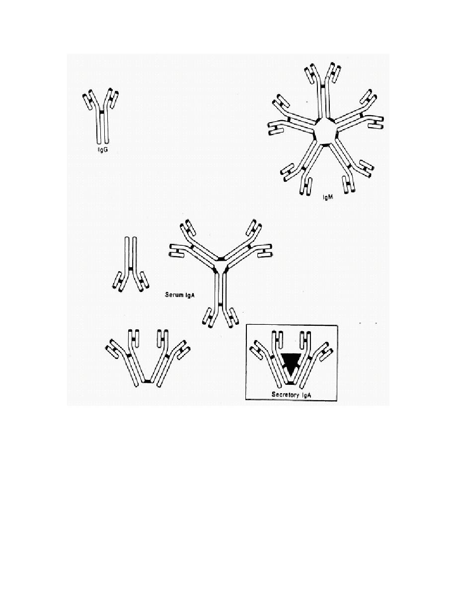 Igm Molecule