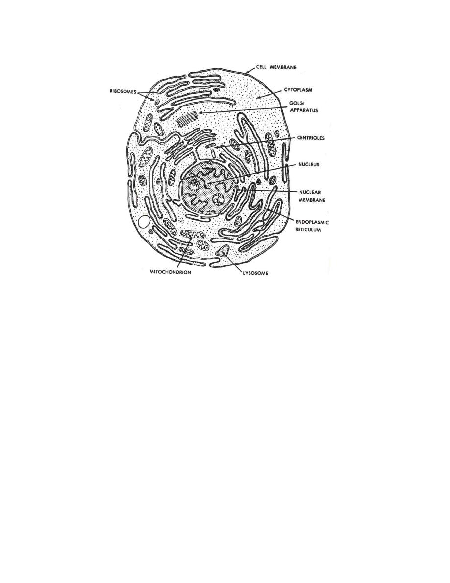 Figure 13. Schematic drawing of an animal cell. - Anatomy and Physiology  Related to Clinical Pathology