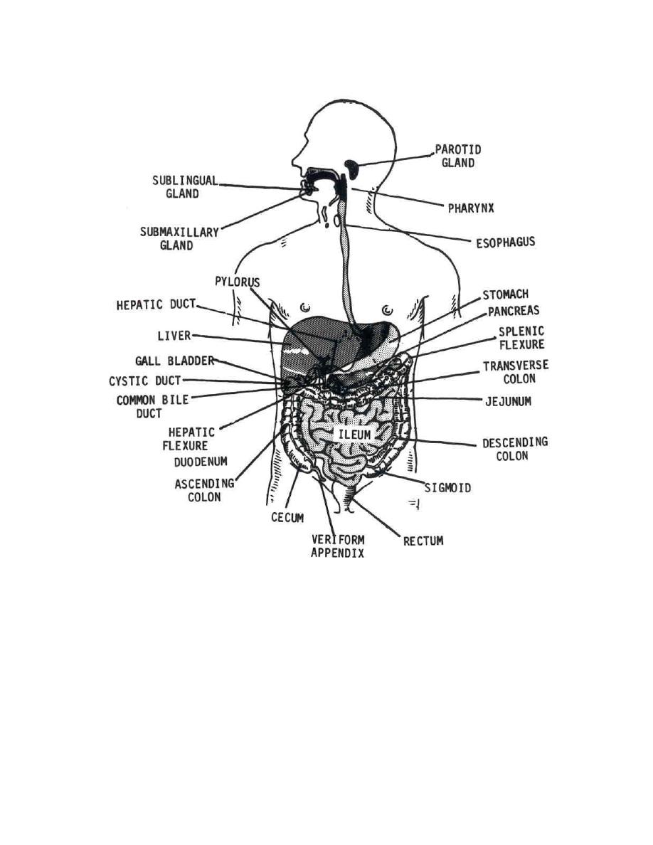 Figure 29. Digestive system. - Anatomy and Physiology Related to