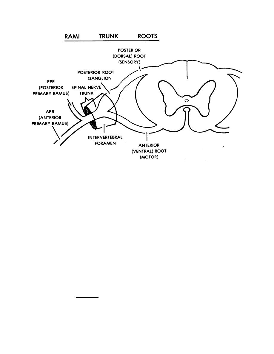 Figure 2-4. Spinal nerve. - Nursing Care Sensory and Neurological Systems