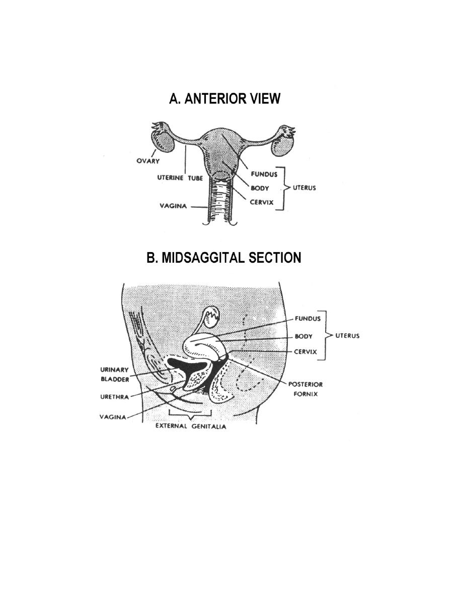 Human Female Reproductive System Front View Anatomy Female Human Female Reproductive System Front View Anatomy Female
