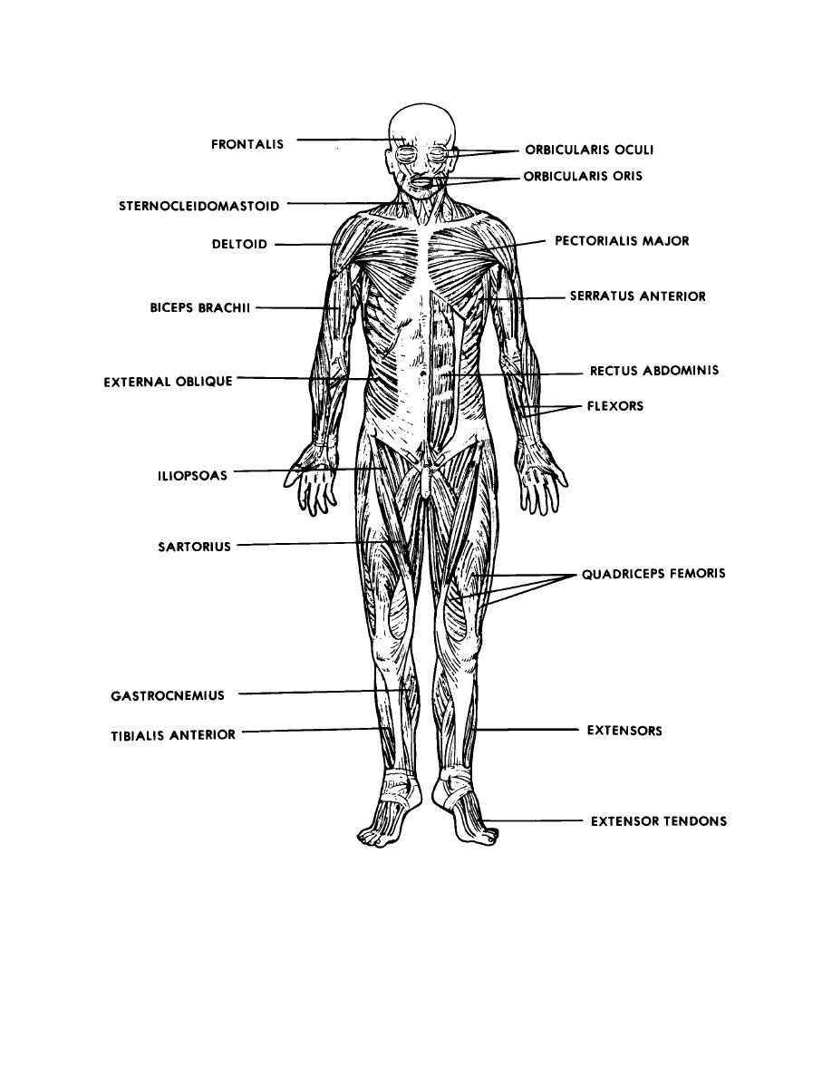anterior skeletal