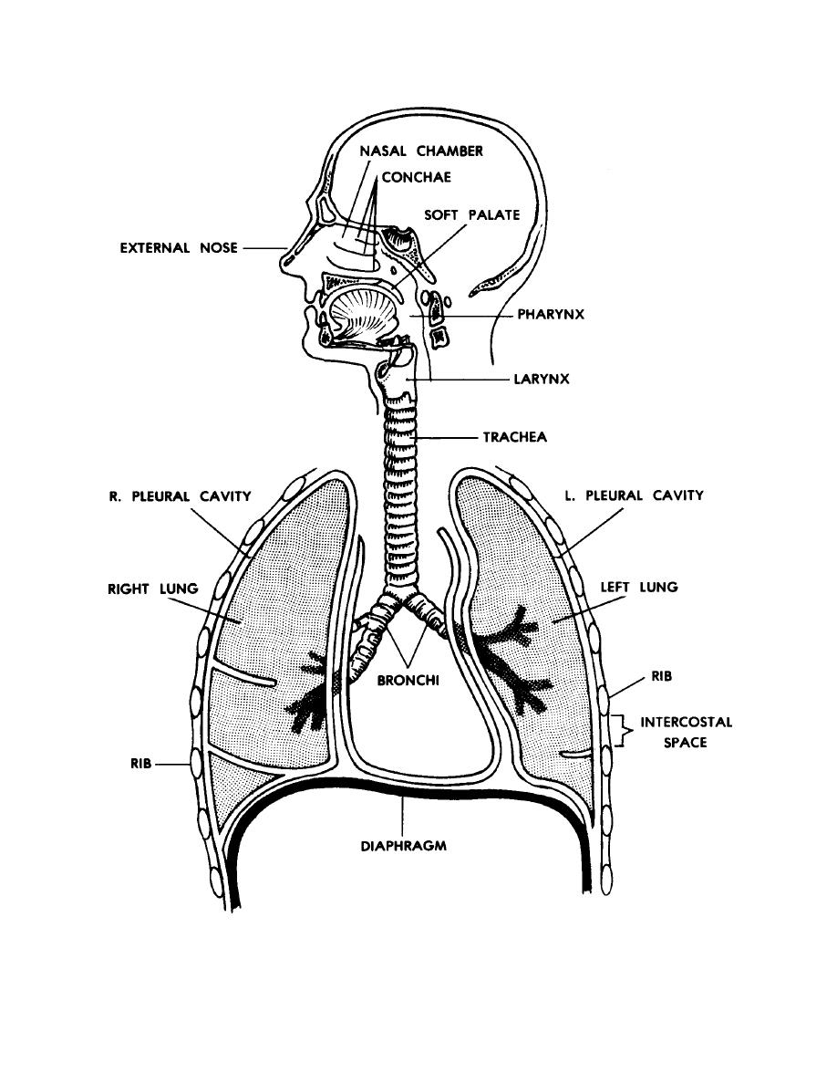 Figure 7-1. The human respiratory system. - Basic Human Anatomy