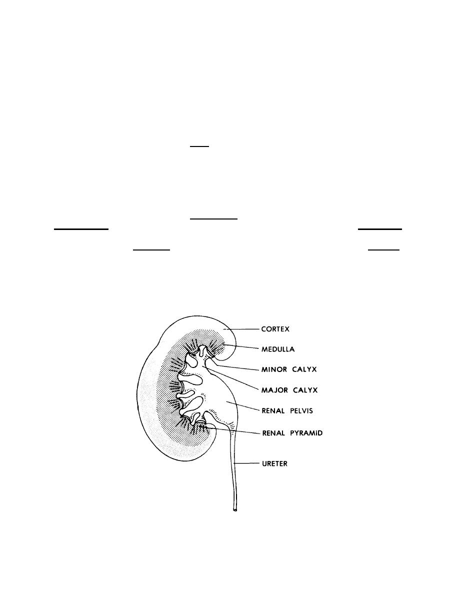 The Kidney - Basic Human Anatomy