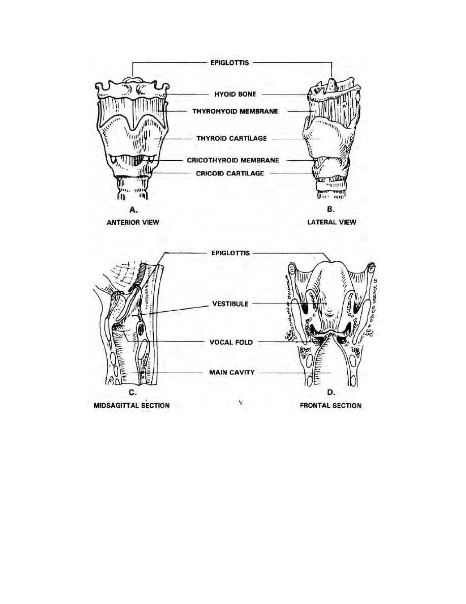 Figure 1-3. The larynx. - Management of Patients with Respiratory ...