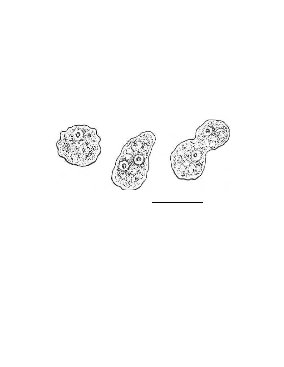 Figure 1-29. Trophkozoites, Dientamoeba fragilis - Parasitology II