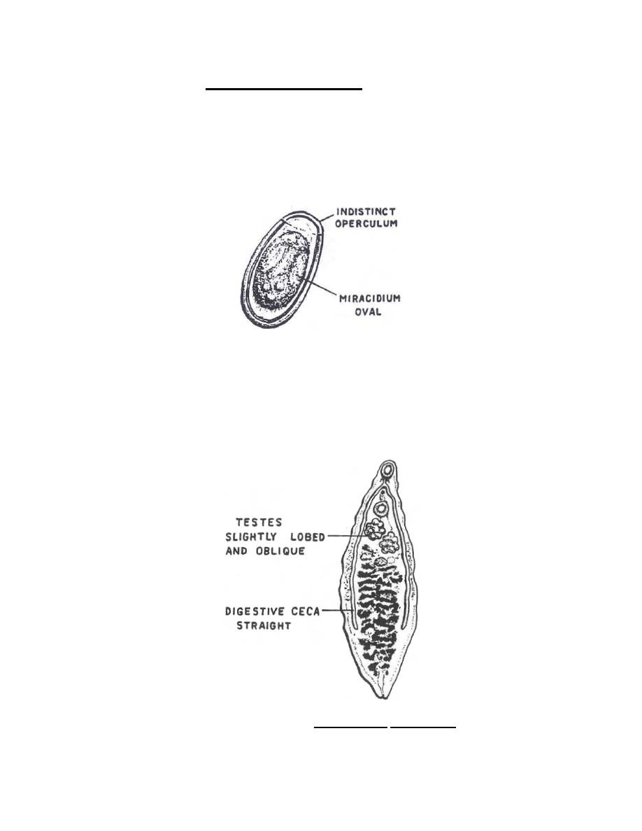 Figure 3-23. Stages of Dicrocoelium dendriticum. - Parasitology II