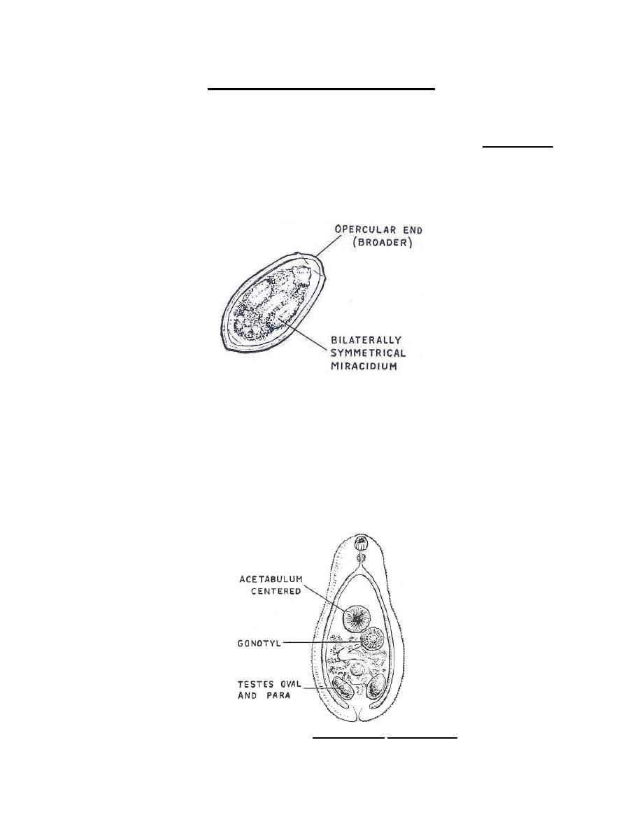 Figure 3-31. Stages of Heterophyes heterophyes. - Parasitology II
