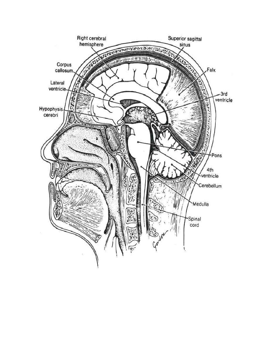 Figure 217. The brain, sagittal section. - Anatomy and Physiology ...
