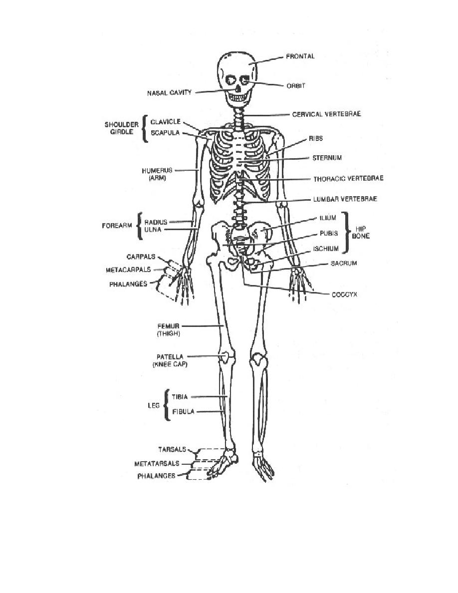 Figure 1-10. The skeleton - Anatomy for X-Ray Specialists