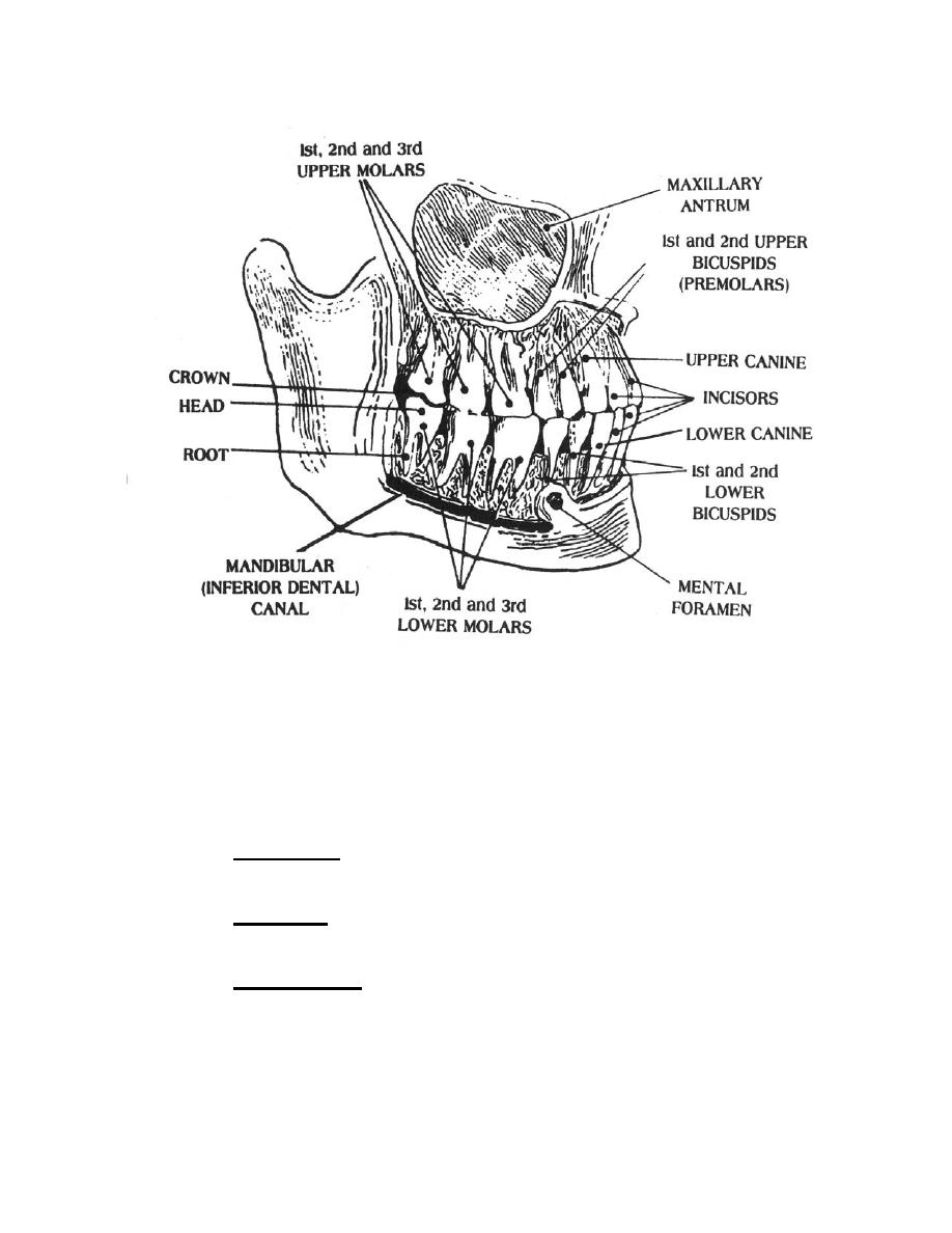 Figure 3-3. The permanent teeth. - Anatomy for X-Ray Specialists